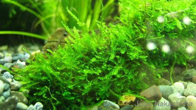 willow moss aquarium