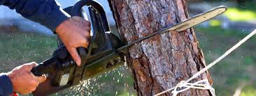tree removal Ivanhoe